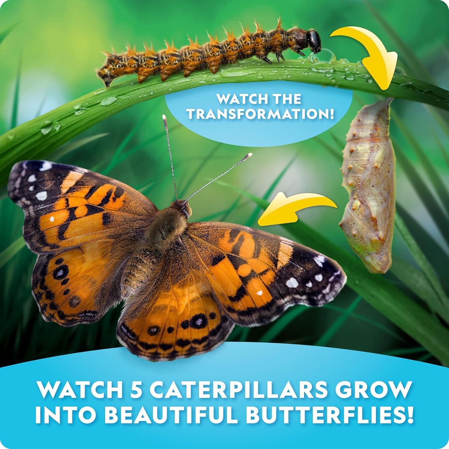 National Geographic Butterfly Growing Kit – Butterfly Habitat Kit with Voucher to Redeem 5 Caterpillars (S&H Not Included), Butterfly Cage, Feeder (Amazon Exclusive)(Ultimate Butterfly Kit)