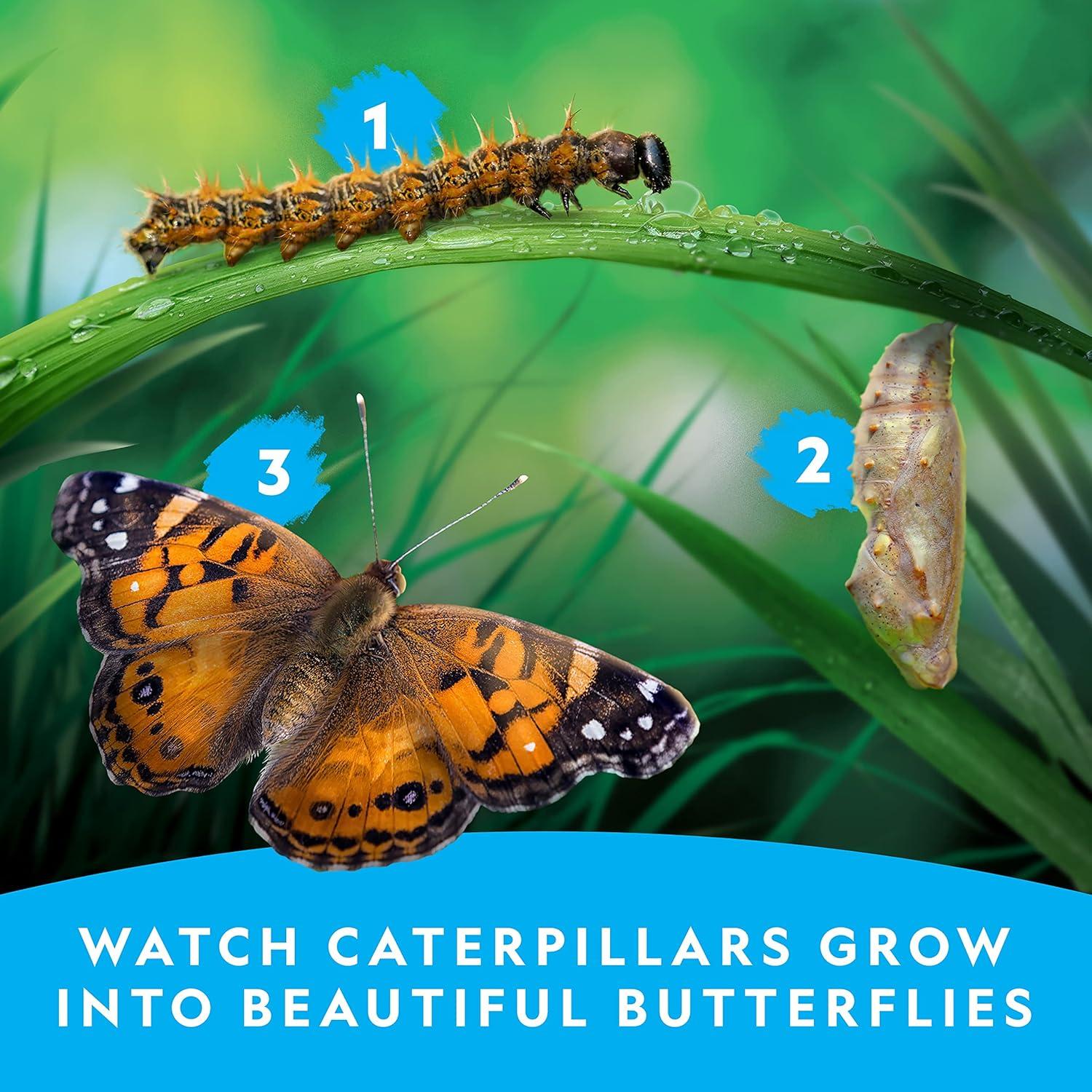National Geographic Butterfly Growing Kit – Butterfly Habitat Kit with Voucher to Redeem 5 Caterpillars (S&H Not Included), Butterfly Cage, Feeder (Amazon Exclusive)(Starter Butterfly Kit)