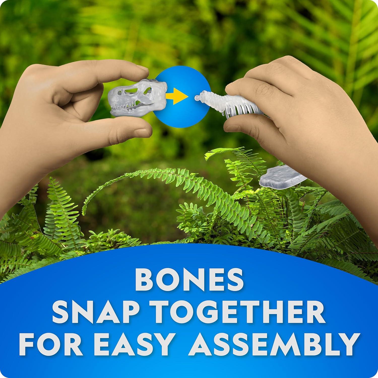 National Geographic Glow-in-The-Dark Dinosaur Skeleton Model Building Kit – Build Replica Velociraptor & T. rex Bones, Educational Dinosaur Egg Activity Kit, Fossils for Kids 5-7(Dinosaur Skeleton Models Kit)