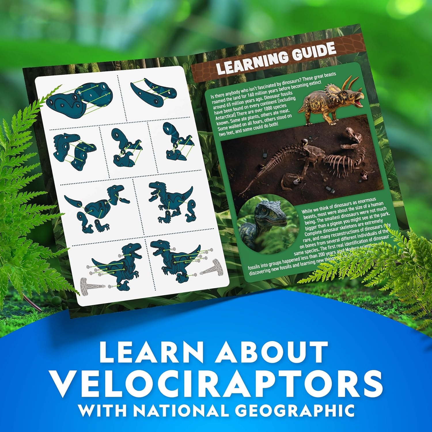 National Geographic Buildable Velociraptor Dinosaur Toys for 3 4 5 6 7 Year Old Boys & Girls, Take Apart Dinosaur Construction Building Toy, STEM Learning Toy Birthday for Kids Ages 4–8