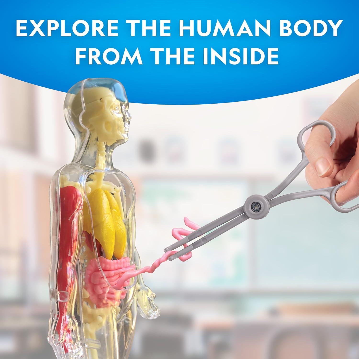 National Geographic Human Body Model for Kids That Glows in The Dark – 32-Piece Interactive Anatomy Model with Bones, Organs, Muscles, Science Kit Stocking Stuffer, Anatomy & Physiology Study Tools(32-Piece Anatomy Model)