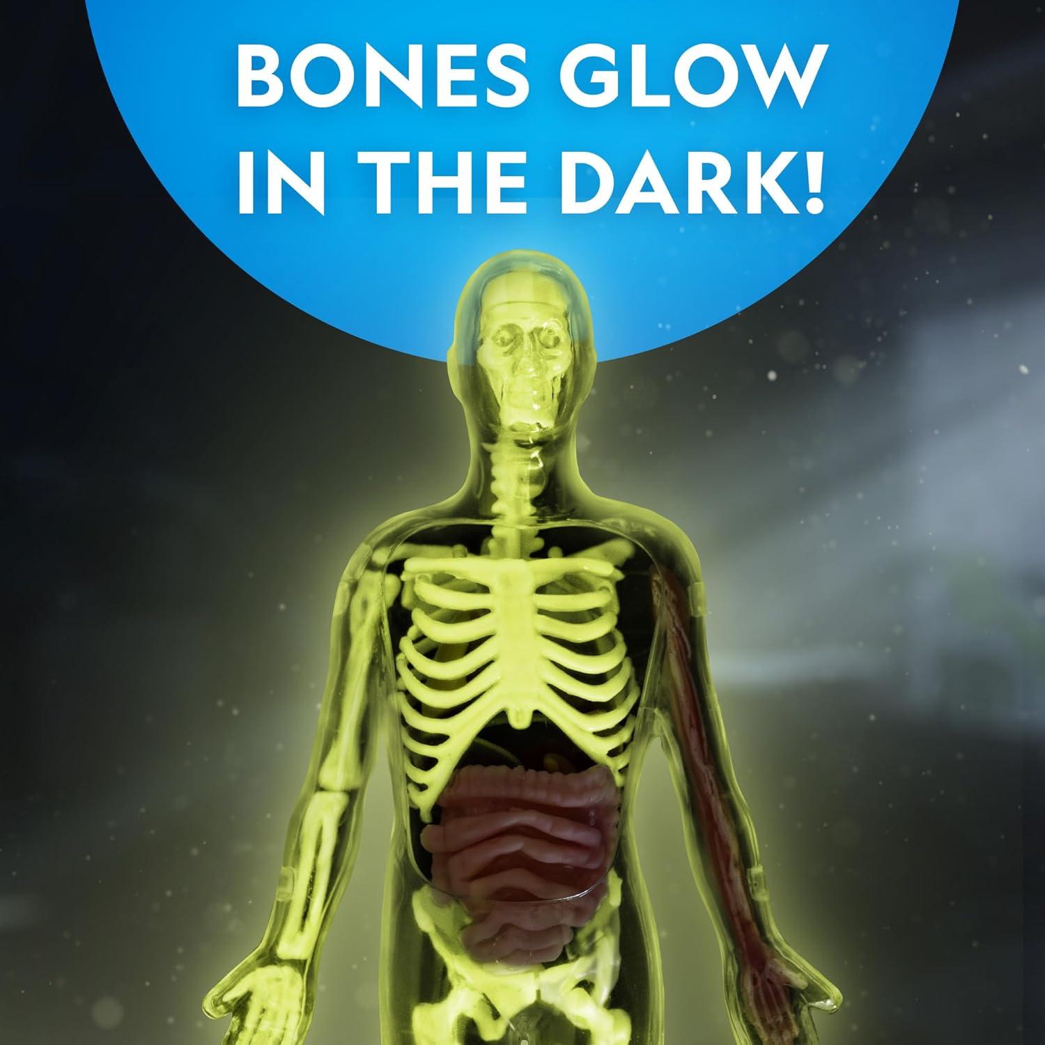 National Geographic Human Body Model for Kids That Glows in The Dark – 32-Piece Interactive Anatomy Model with Bones, Organs, Muscles, Science Kit Stocking Stuffer, Anatomy & Physiology Study Tools(32-Piece Anatomy Model)