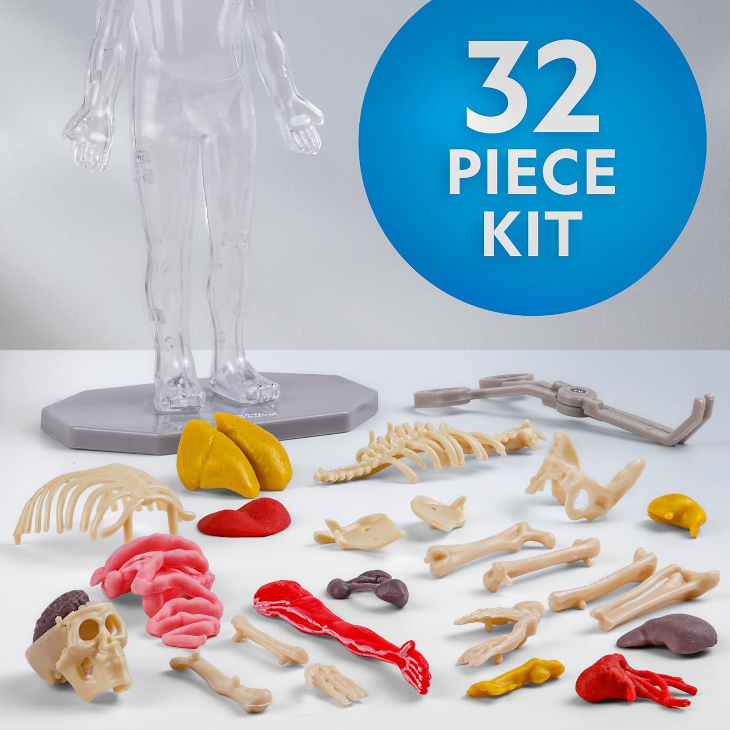 National Geographic Human Body Model for Kids That Glows in The Dark – 32-Piece Interactive Anatomy Model with Bones, Organs, Muscles, Science Kit Stocking Stuffer, Anatomy & Physiology Study Tools(32-Piece Anatomy Model)